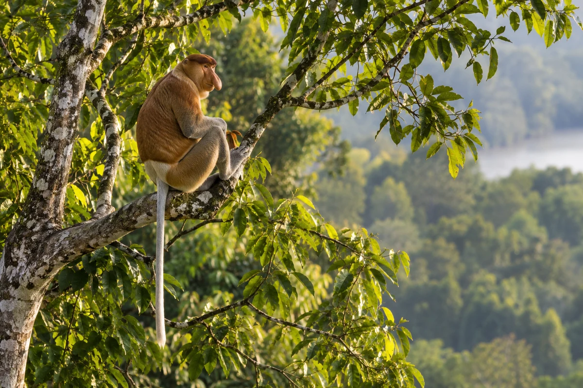 Wildlife observation